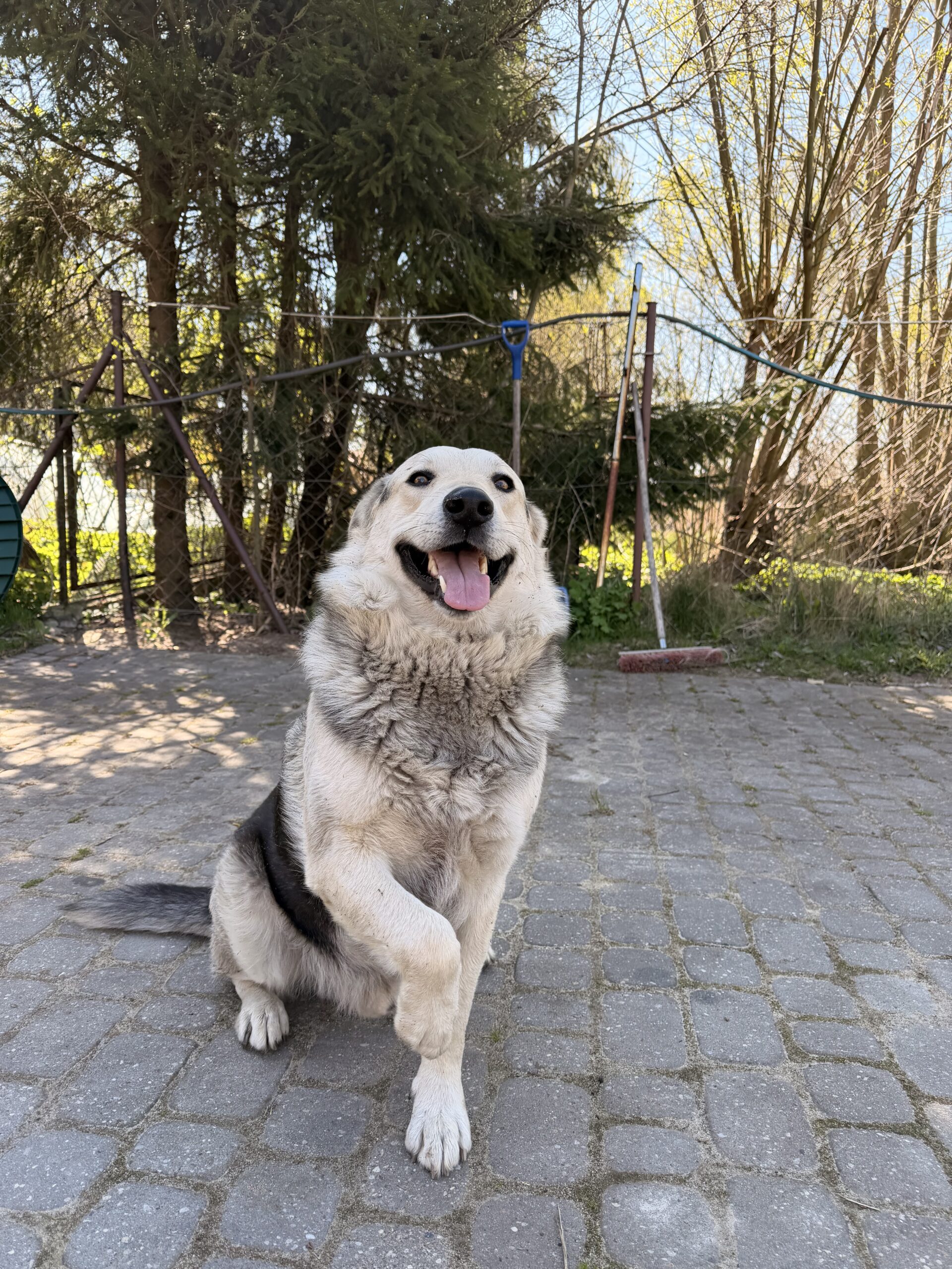 Czipowanie psów obowiązkowe w całej Polsce. Sejm przyjął ustawę o KROPiK